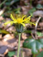 Dandelion, Lees Road Wood, Ennis, Co. Clare