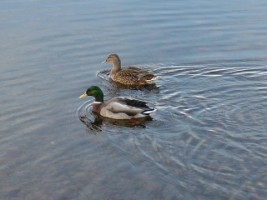 Male & female Mallard (Anas platyrhynchos) near site of medieval friary, Galway City