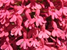 Red Valerian, Ennis Friary, Co. Clare