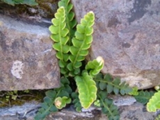 Rusty-back growing in a wall