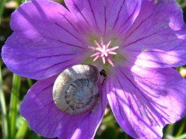 Snail on Blood Cranesbill, The Burren, Co. Clare