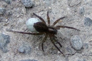 Spider on Corrib Walk next to Galway City