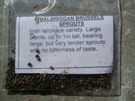 Balbriggan Brussels Sprouts, one of the Irish varieties