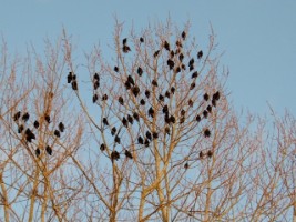 Starlings congregate in the trees in Ennis, Co. Clare