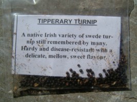 Tipperary Turnip, one of the Irish varieties