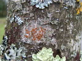 Trees are a habitat for other flora such as these lichens, Galway