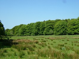 A woodland next to wet grassland in Co. Galway