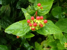 Tutsan, Muckross Abbey, Killarney National Park, Co. Kerry