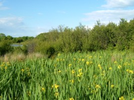 Yellow Iris and other wild plants growing in wetland beside Corrib, Co. Galway 