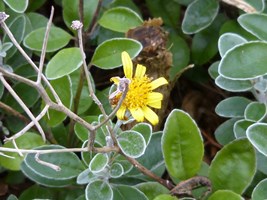 A yellow-flowered shrub near the coast at Portmarnock, Co. Dublin